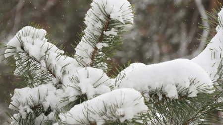 Beautiful tree covered with snow, close-up view, in the frosty winter, the Christmas forestの写真素材