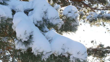 Beautiful tree covered with snow, close-up view, in the frosty winter, the Christmas forestの写真素材
