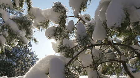 Pine branch in snow. Winter sunset in the forest.の写真素材