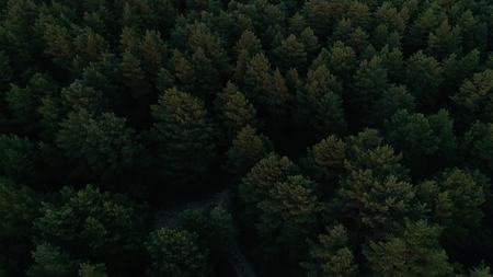Aerial photography of a pine forest at sunset. Flight over the trees in the coniferous forest towards the sunの写真素材