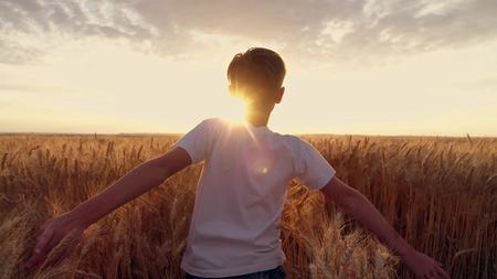 Little girl running cross the wheat field at sunset.Slow motionの写真素材
