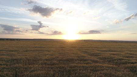 Aerial survey of wheaten golden field at sunsetの写真素材