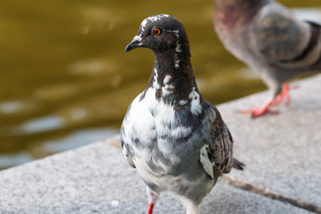 Blue rock pigeon closeupの写真素材