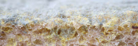 Closeup of green mold on piece of bread