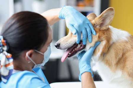 Veterinarian doctor examines dog oral cavity in clinic closeupの写真素材