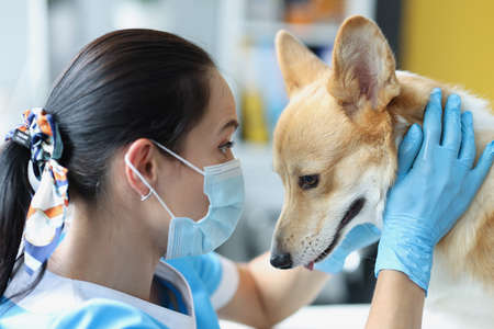 Doctor in medical protective mask and gloves conducts physical examination of dogの写真素材