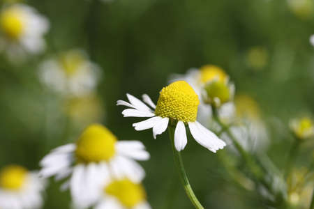 Closeup of white medical medicinal chamomile flowerの写真素材