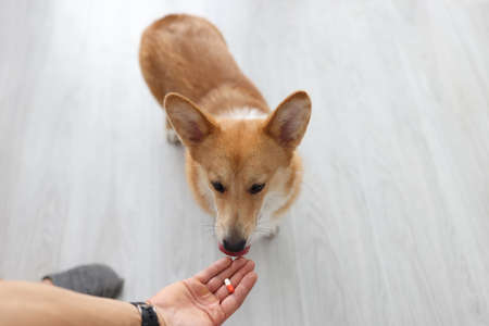 Dog takes pill from the owners hand with paw closeupの写真素材