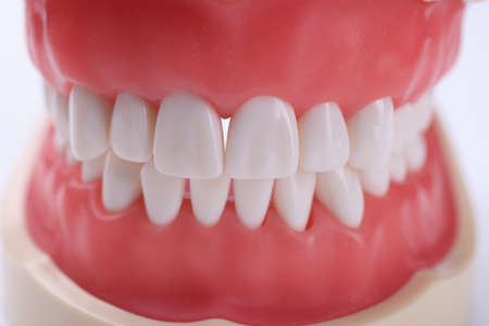 Artificial human jaw with correct bite and white teeth closeupの写真素材