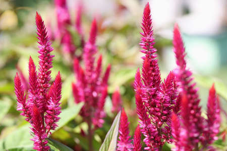 Peaks of red celloses in a beautiful garden closeup