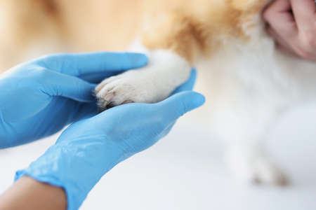 Veterinarian in protective medical gloves holding dog paw in clinic closeupの写真素材