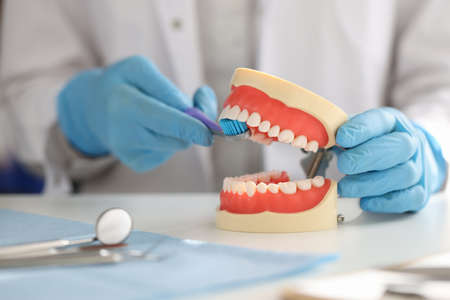Dentist shows on artificial jaw how to properly brush your teeth with toothbrush