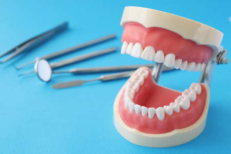 Artificial jaw with equal beautiful teeth and dental instrument on table