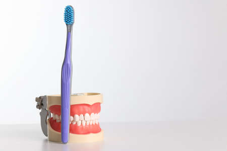 Toothbrush and artificial jaw with white teeth on white backgroundの写真素材