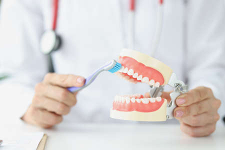 Dentist showing how to brush teeth with toothbrush on artificial jaw closeupの写真素材
