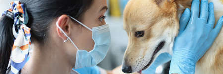 Doctor in medical protective mask and gloves conducts physical examination of dogの写真素材