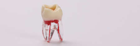 Closeup of plastic tooth dummy with blood vessels on white backgroundの写真素材