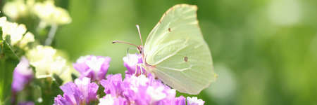 Yellow butterfly sitting on purple statice flower in garden closeup backgroundの写真素材
