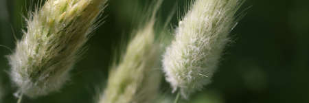Closeup of bristle grass growing on meadow backgroundの写真素材