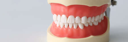 Artificial jaw of beautiful white teeth closeupの写真素材