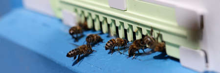 Honey bees swarm and fly around their hive closeup