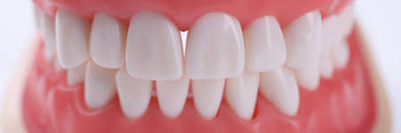 Artificial human jaw with correct bite and white teeth closeupの写真素材