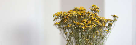 Yellow dried statice flowers in a vaseの写真素材