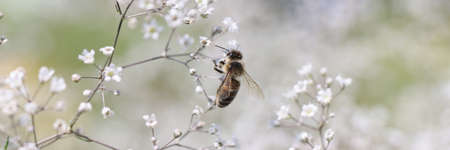 Bee on gypsophila flower in beautiful garden closeup