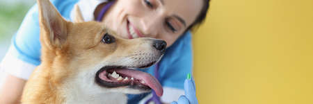 Doctor veterinarian holding green capsule of medication in front of dog at clinicの写真素材