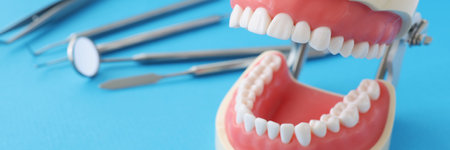 Artificial jaw with equal beautiful teeth and dental instrument on tableの写真素材