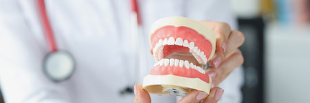 Woman dentist holding artificial jaw in her hands in clinic closeupの写真素材