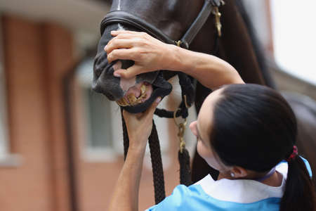 Veterinarian diagnoses horse teeth and jaw closeupの写真素材
