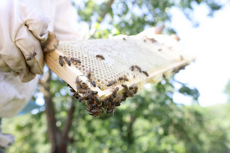Beemaster in protective workwear inspecting honeycomb frame