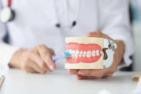 Doctor dentist holds artificial jaw and toothbrush