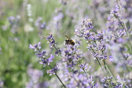 Beautiful lavender blossom in fields and bee on flower