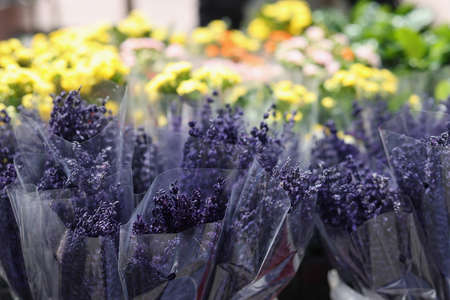 Bouquets of fragrant fresh purple lavenders in marketの写真素材