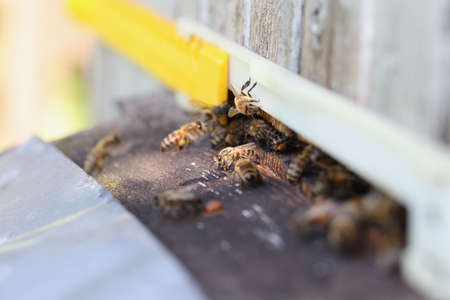 Honey bees swarm and fly around enters hive