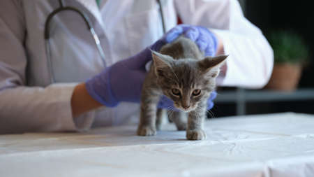 Female veterinarian examining small gray kitten in clinic