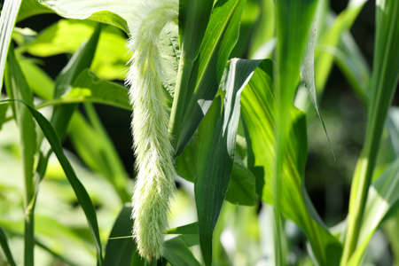 Bristle grass with green leaves in garden