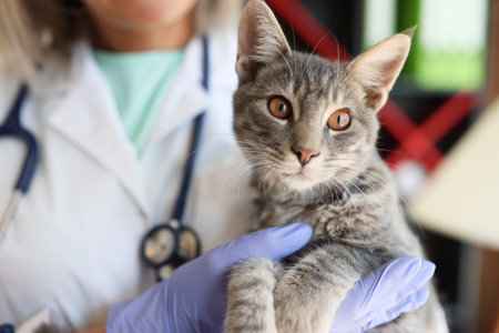 Veterinary hands holding beautiful cat in veterinary clinicの写真素材