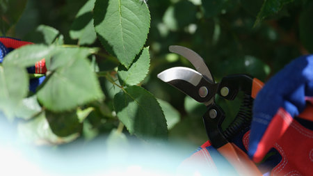 Gardener hands cutting plant leaves with pruner in gardenの写真素材