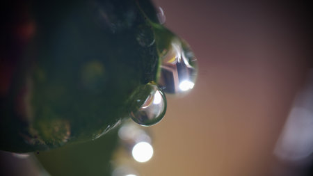 Macro shot of plant with water drops on plant surface.の写真素材