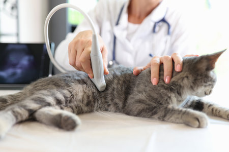 Female veterinarian makes ultrasound diagnosis for cat in clinic.の写真素材