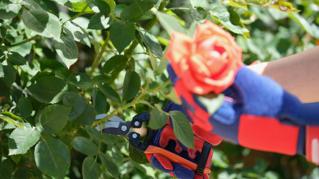 Hands in gloves trimming bushes of red roses in garden with secateur.
