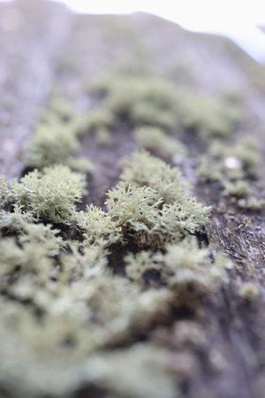 Colony of green lichen growing on old wooden surface.の写真素材