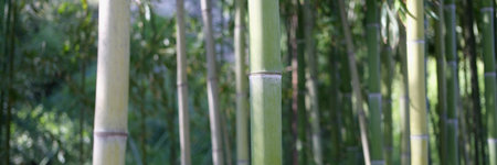 Natural green bamboo grove or forest backgroundの写真素材