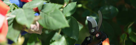 Worker cuts bush with pruner outdoors closeupの写真素材