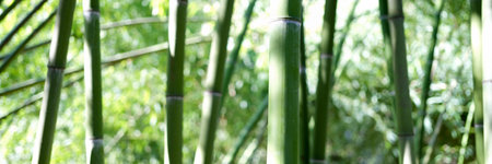 Natural green bamboo grove or forest background, giant woody grassの写真素材