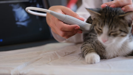 Veterinarian checks organs of furry cat using ultrasoundの写真素材