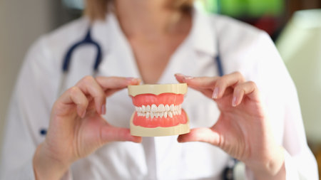 Female dentist holds realistic model of human jaws in handsの写真素材